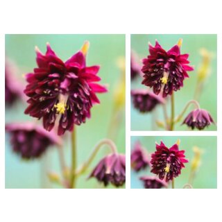 Garten-Akelei Black Barlow  -Staude im Topf ~ charmant & außergewöhnlich ...