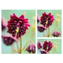 Garten-Akelei Black Barlow  -Staude im Topf ~ charmant...