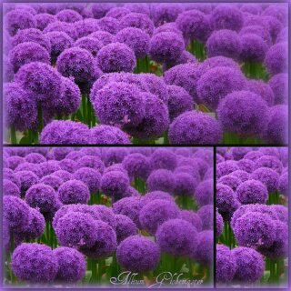 Zierlauch ~ Allium Globemaster im Topf~ Majestetische Blütenkugel auf hohen Stielen