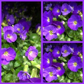 Blaukissen Frühlingsstaude ~ im Topf~ Aubrieta ~ Winterharte Staude ~ Bienfreundlich