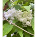 Deutzie -Deutzia scabra Plena 60/80 im XL Topf...