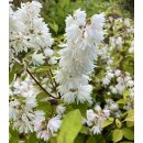 Deutzie -Deutzia scabra Plena 60/80 im XL Topf...