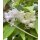 Deutzie -Deutzia scabra Plena 60/80 im XL Topf   ~Maiblumenstrauch~ Romantischer Blütenzauber