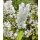 Deutzie -Deutzia scabra Plena 60/80 im XL Topf   ~Maiblumenstrauch~ Romantischer Blütenzauber