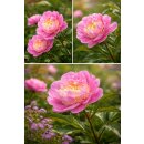 Pfingstrose Paeonie "Sorbet" im großen...