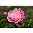 Pfingstrose Paeonie "Sorbet" im großen...