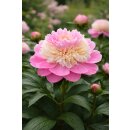 Pfingstrose Paeonie "Sorbet" im großen Topf - bezaubernde Gartenstaude und Schnittblume mit außergewöhnlicher Blütenpracht