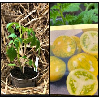 Tomatenpflanze / Jungpflanze - Alte Sorte ‚Green Zebra‘.- würzig - aromatisch- erfrischend
