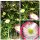 3 Stück Spanisches Gänseblümchen im Topf knospig/blühend -  Flowerslove für den ganzen Sommer- Staudenliebe und Bienenfreundlich
