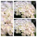 Hortensie Endless Summer® ‘Dream Cloud’...