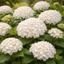 Hortensie Endless Summer® ‘Dream Cloud’ im XL Topf –Besonderheit & sommerliche Eleganz wie weiße Blütenwolken - Neuheit