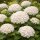 Hortensie Endless Summer® ‘Dream Cloud’ im XL Topf –Besonderheit & sommerliche Eleganz wie weiße Blütenwolken - Neuheit