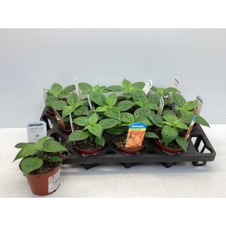 Chili Habanero Orange im Topf-ein echtes Highlight für alle, die es aromatisch & feurig mögen – mit Charakter und Raffinesse