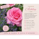 Edelrose Ashley -R-  im großen 4 Liter XL Topf ~...