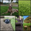 Holsteiner frischer Rollrasen/Rasen-KomplettPaket...