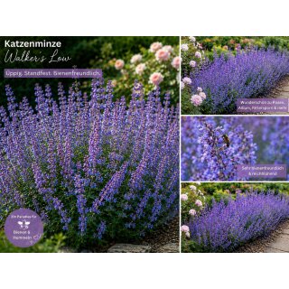 Hohe Katzenminze Walkers Low ~ im 3Liter XL Topf gewachsen ~ super Rosenstaude, Bienenfreund
