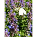 Hohe Katzenminze Nepeta Walkers Low ~ im 3Liter XL Topf...