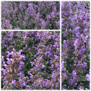 Hohe Katzenminze Walkers Low ~ im 3Liter XL Topf gewachsen ~ super Rosenstaude, Bienenfreund