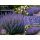 Hohe Katzenminze Walkers Low ~ im 3Liter XL Topf gewachsen ~ super Rosenstaude, Bienenfreund