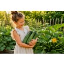 3 Töpfe Zucchini grün - Zucchinijungpflanzen im...