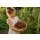 3 StkTomate Black Cherry ~ Tomatenjungpflanze im Topf ~ Gourmet Cherrytomate