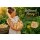 3 Stk. Kleiner Butternut Honey-sehr lecker- ~ Kürbis Jungpflanze im Topf ~ Gemüsegarten