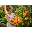 3 Töpfe Fleischtomate Anacoeur~ mehrfarnbige...