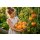 3 Töpfe Fleischtomate Anacoeur~ mehrfarnbige Gourmettomate im Topf~ tolles Aroma