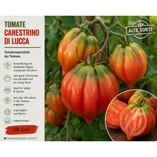3 Tomate „Canestrino di Lucca“-Tomatenjungpflanze im Topf … alte italienische Gourmettomate mit toskanischem Charme