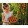 3 Tomate „Canestrino di Lucca“-Tomatenjungpflanze im Topf … alte italienische Gourmettomate mit toskanischem Charme