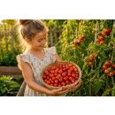 3 Töpfe Mexikanische Honigtomate ,Miel du Mexique...