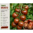 Tomate Brunito Tomatenjungpflanze im Topf–...