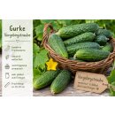 10Töpfe  Freilandgurke /Einlegegurke...