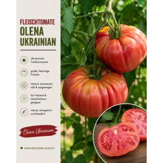 3 Stück Tomate „Olena Okrainian“ Fleischtomate-Jungpflanze im Topf … produktive Gourmettomate mit intensiven Geschmack - mild fruchtig #1