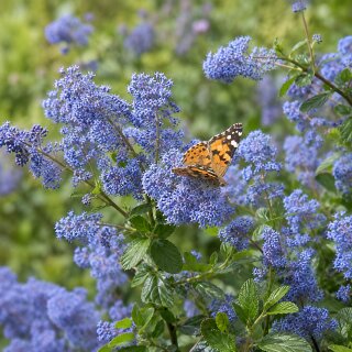 Cheanothus ‚Gloire de Versailles‘  im grossen 2 Liter Topf -Säckelblume im tollen Himmelblau verzaubert uns und den Garten - Rarität