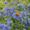 Cheanothus ‚Gloire de Versailles‘  im grossen...