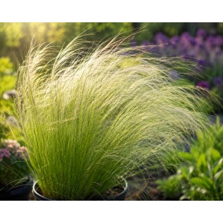 Stipa tenussima ,Pony Tails‘ Mädchenhaargras  im Topf ~ fein und charmant in Garten - Balkon und Kübel. Zauberhafte Gras Staude