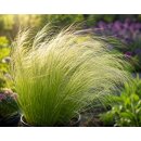 Stipa tenussima ,Pony Tails‘ Mädchenhaargras...
