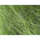Stipa tenussima ,Pony Tails‘ Mädchenhaargras  im Topf ~ fein und charmant in Garten - Balkon und Kübel. Zauberhafte Gras Staude