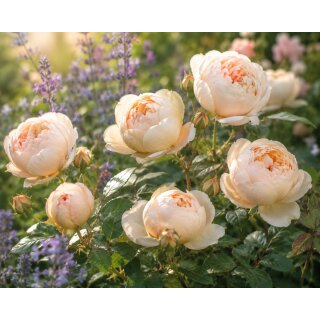 David Austin Rose Dannahue® im 10 Liter XXL Topf – romantischer Blütenzauber mit herrlichem Duft...