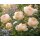 David Austin Rose Dannahue® im 10 Liter XXL Topf – romantischer Blütenzauber mit herrlichem Duft...