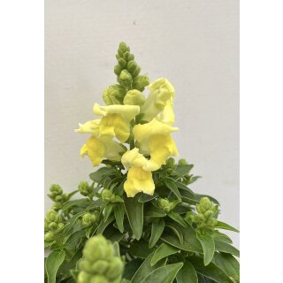 Löwenmäulchen im großen XL Topf gewachsen - jetzt knospig/blühend- gelb~ Blütenzauber den ganzen Sommer #1