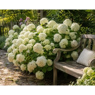 Schneeballhortensie Neuheit FlowerWOW~ verbesserte Annabelle 50/70  im großen 5 Liter XL Topf-ein Meer aus schneeweißen Blütenbällen
