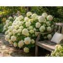 Schneeballhortensie Neuheit FlowerWOW~ verbesserte...