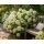 Schneeballhortensie Neuheit FlowerWOW~ verbesserte Annabelle 50/70  im großen 5 Liter XL Topf-ein Meer aus schneeweißen Blütenbällen
