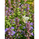 Katzenminze -Nepeta Cats Pajamas~ im 3 Liter XL Topf~ herrliches Blau .. Rosen-Staude & Bienenfreund