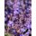 Katzenminze -Nepeta Cats Pajamas~ im 3 Liter XL Topf~ herrliches Blau .. Rosen-Staude & Bienenfreund