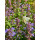 Katzenminze -Nepeta Cats Pajamas~ im 3 Liter XL Topf~ herrliches Blau .. Rosen-Staude & Bienenfreund