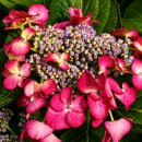 Bauern - Teller Hortensie Dark Angel…...
