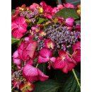 Bauern - Teller Hortensie Dark Angel…...